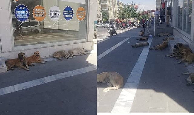 Şanlıurfa'da Valilik Sokak Köpekleri İçin Harekete Geçti