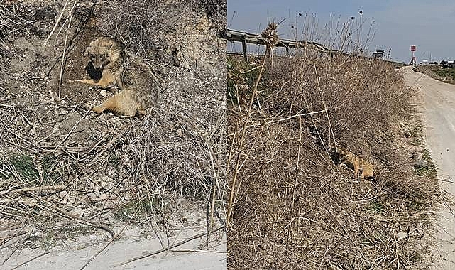Şanlıurfa’da Yaralı Çakal İçin Yardım Çağrısı 
