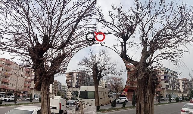 Şanlıurfa Karaköprü'de Aşılı Akasya Ağaçları Tek Tek Kuruyor!