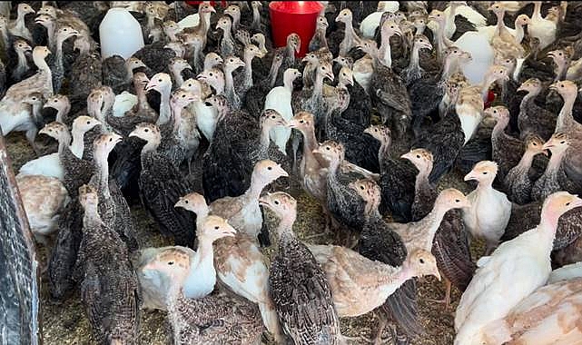 Türkiye'de Hindi Üretimi 2024'te Artış Gösteriyor: İç Pazar ve İhracatta Büyüme Bekleniyor