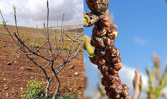 Fıstıkta Koşnil Böceği Tehlikesi! Neler Yapılmalıdır?