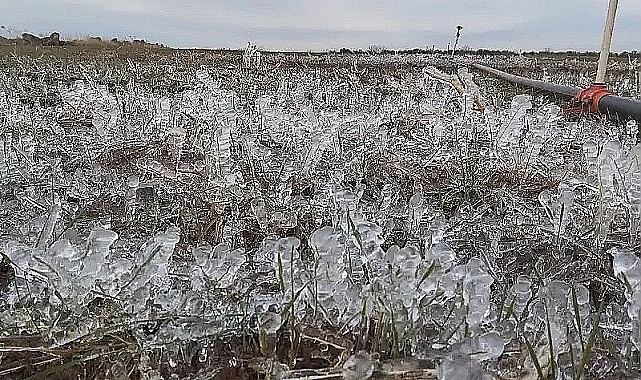 Meteoroloji'den Şanlıurfa'ya Zirai Don Uyarısı!