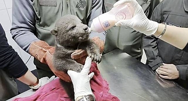 Orman İşçileri Tarafından Yavru Boz Ayı Bitkin Halde Bulundu 