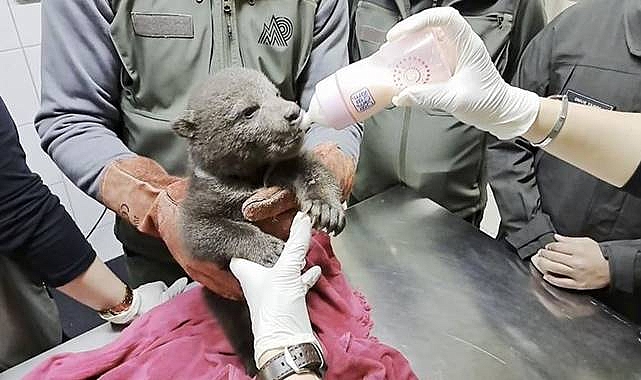 Orman İşçileri Tarafından Yavru Boz Ayı Bitkin Halde Bulundu 