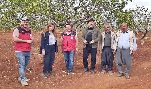 Şanlıurfa Bozova’da Kuraklık Alarmı: Fıstık Üretimi Tehlikede