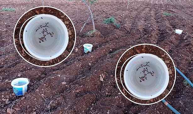 Şanlıurfa'da Çiftçi, Haşerelere Karşı Doğal Tuzak Yöntemi Kullanıyor