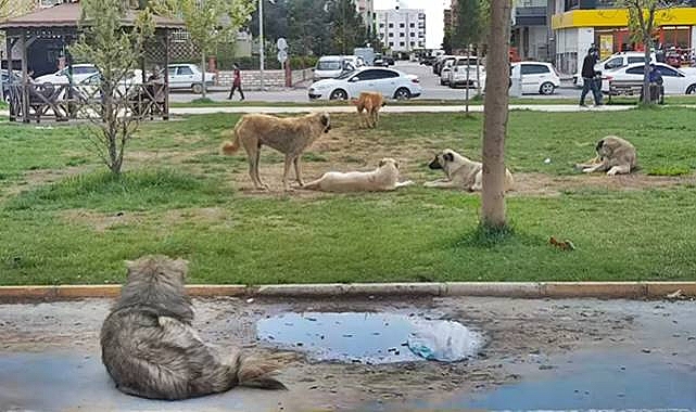 Şanlıurfa'da Sokak Köpekleri Tehlike Saçıyor: Vatandaşlar Tedirgin!