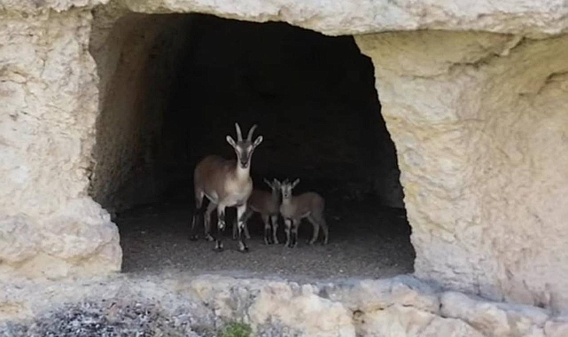Siverek’te Mağarada Dağ Keçisi ve Yavruları Görüntülendi