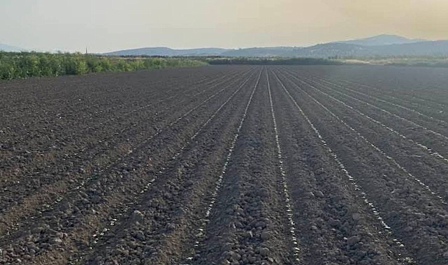 Türkiye Pamuğunun Yüzde 50’si Şanlıurfa’dan: Yeni Sezon Start Aldı