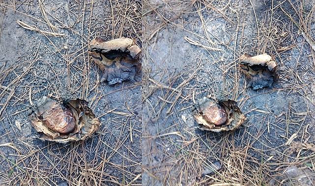 Urfa'da Mezarlıklar Büyücülerin Meskeni Oldu: Vatandaşlar Tepkili