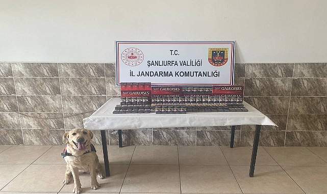 Viranşehir’de Jandarmadan Kaçak Sigara Operasyonu! 