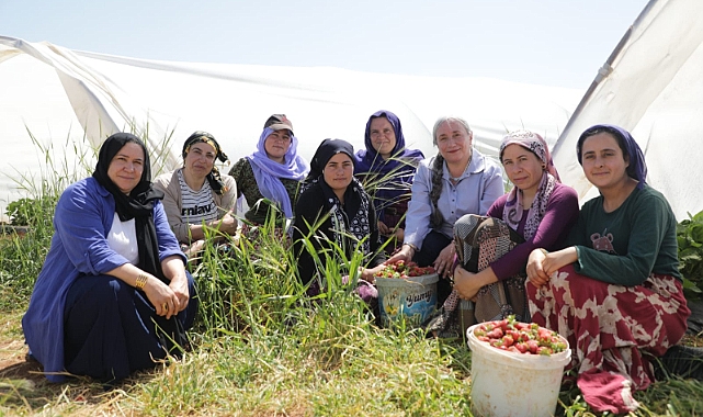 Viranşehir’de Kadınların Emeğiyle Bir İlk: Çilek Hasadı Başladı