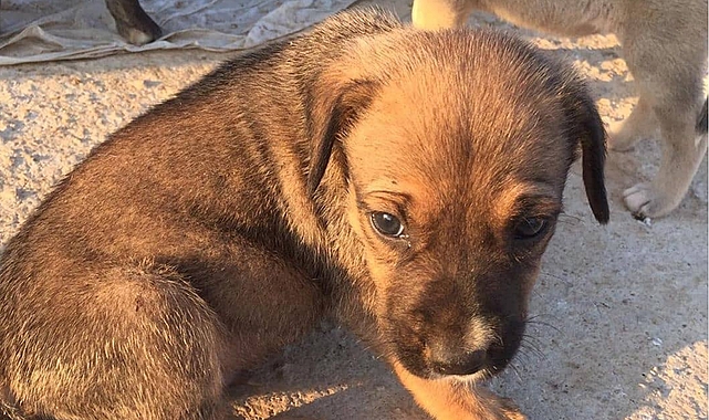 Akılalmaz Olay: Bu kez İnsan Köpeği Isırdı!