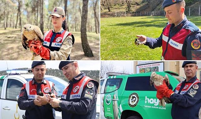 Jandarma Yaralı Kanatlı Dostları Unutmadı