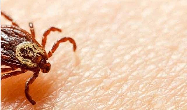 Keneler Yeniden Hortladı! 1,5 Yaşındaki Bebek Hayatını Kaybetti