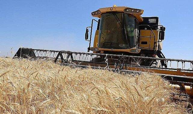 Şanlıurfa’da Hasat Sezonu Başladı: Kuraklık Rekolteyi Vurdu, Çiftçi Endişeli