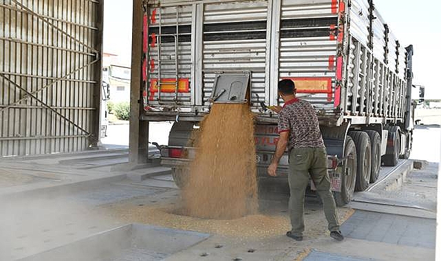 Şanlıurfa’da İlk Buğday Pazara İndi: Üretici Fiyattan Rahatsız