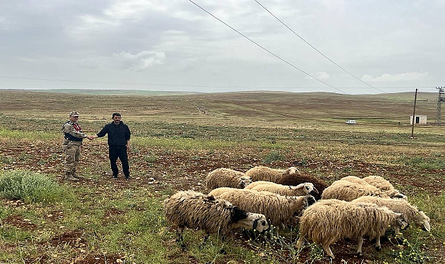 Şanlıurfa'da Kayıp Hayvanlar Jandarma Tarafından Bulundu