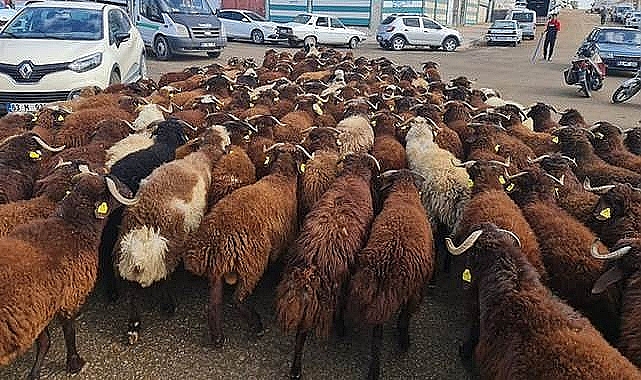 Şanlıurfa'da Kurbanlık Fiyatları Belli Oldu