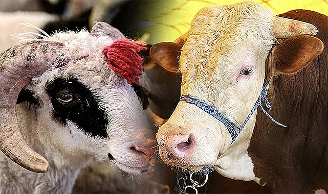Urfa'da Kurbanlık Satış ve Kesim Yerleri Belli Oldu!