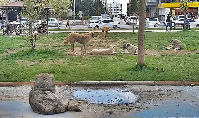 Bozova Belediyesi Uyardı: Sokağa Köpek Bırakmanın Cezası 71 Bin TL'yi Aşıyor