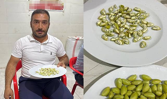 Nizip’te Sezonun İlk Boz Antep Fıstığı Hasat Edildi: Budak Ailesine Ödül