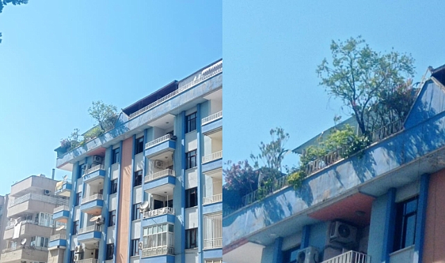 Şanlıurfa Sıcağında Doğal Serinlik: Vatandaş Terasını Botanik Bahçeye Çevirdi