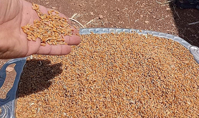 Şanlıurfa Zahireciler Borsasında Hububat Fiyatları Belli Oldu