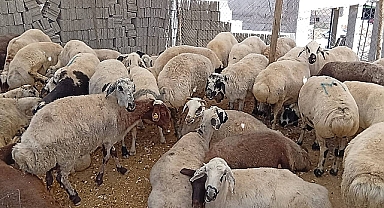 Satılamayan Kurbanlıklar, ESK Tarafından Satın Alınacak