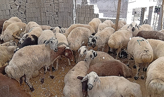 Satılamayan Kurbanlıklar, ESK Tarafından Satın Alınacak
