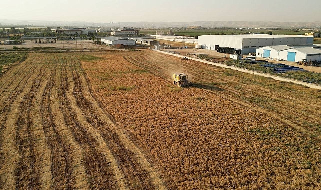 Urfa’da 90 Dönümlük Alanda Nohut Hasadı Gerçekleşti