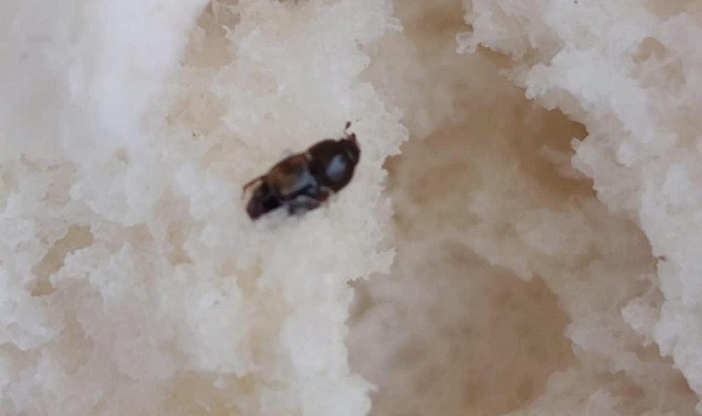 Urfa’da Yine Ekmek Skandalı: Hamam Böceği Şoku!