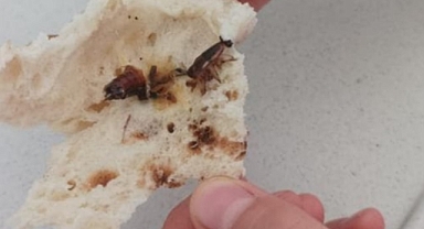 Urfa'nın İlçesinde Skandal: Ekmek İçinden Hamam Böceği Çıktı