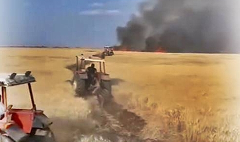 Viranşehir’de Buğday Tarlasında Yangın: Yüzlerce Dönüm Ekin Kül Oldu