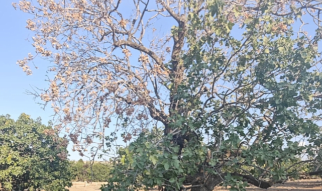 Fıstık Diyarı Şanlıurfa’da Ağaçlar Kuruyor: Üretici Sulama Bekliyor