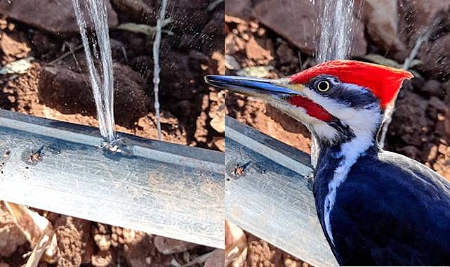 Şanlıurfa’da Ağaçkakanlar Çiftçilerin Başına Bela Oldu