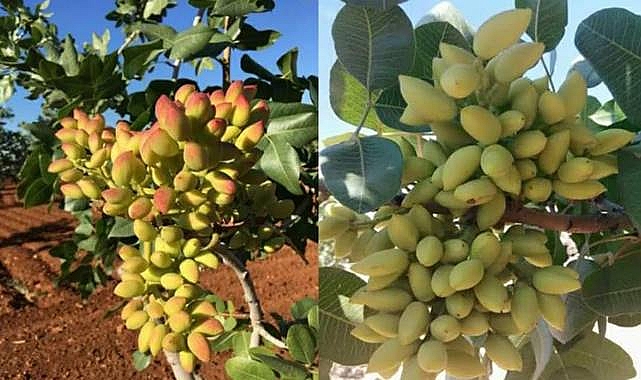 Şanlıurfa’da Çiftçinin Beklediği Rakam Açıklandı: Su Altı Fıstık Fiyatı Ne Kadar Oldu?