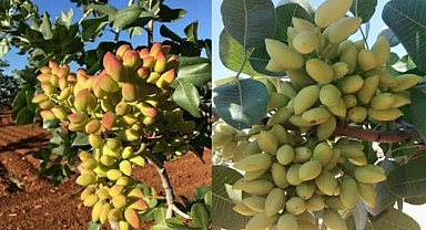 Şanlıurfa'da Su Altı Fıstığı Kaç TL’den Satışa Sunuldu? 