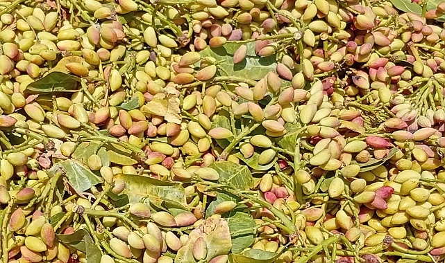 Şanlıurfa’da Su Altı Fıstık Fiyatı Güncellendi! 