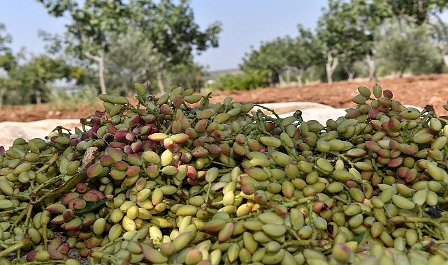 Şanlıurfa’da Su Altı Fıstık Fiyatı Kaç TL’den Satışa Sunuldu? 