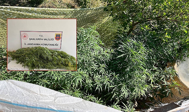 Urfa’da Jandarmadan İki İlçede Narkotik Baskını! 2 Gözaltı 