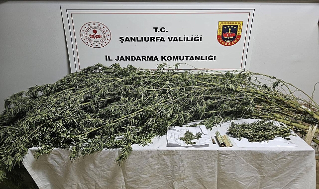 Urfa'da Uyuşturucu Operasyonu: 330 Gram Esrar ve 21 Kenevir Bitkisi Ele Geçirildi