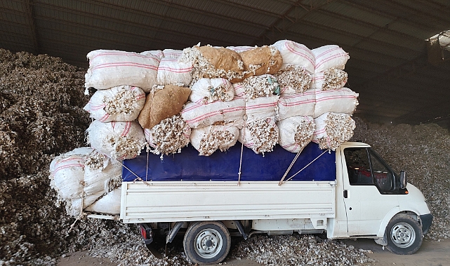 Şanlıurfa’da Vatandaşlar Afere Pamuk Toplayarak Ek Gelir Sağlıyor