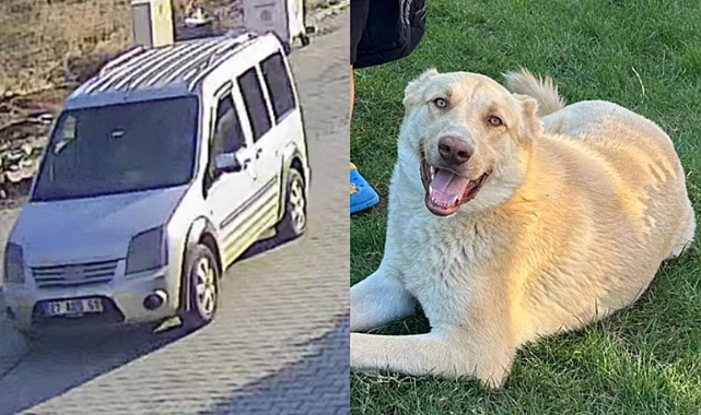 Şanlıurfa’da Köpek Hırsızlığı İddiası