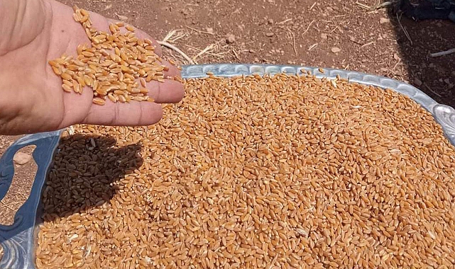 Şanlıurfa’da Hububat Piyasası Hareketlendi! İşte Güncel Fiyatlar