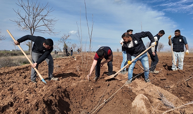 Şanlıurfa Büyükşehir Belediyesi Kendi Üretiyor: 20 Bin Çınar Ağacı Üretilecek