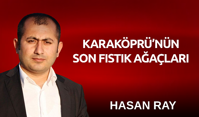 Karaköprü'nün Son Fıstık Ağaçları
