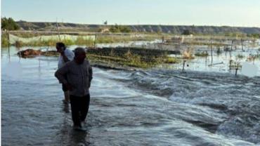 Birecik’te Baraj Suyu Yükseldi, Fıstık Fideleri Zarar Gördü