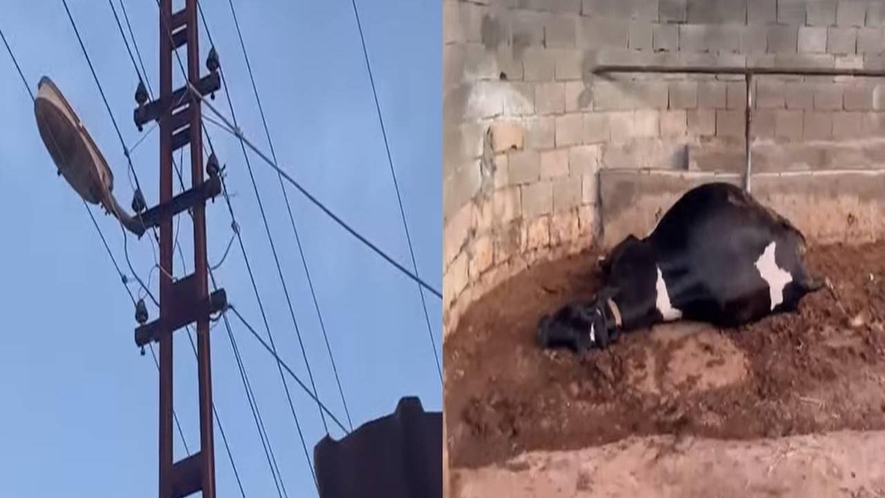 Birecik’te Elektrik Faciası: Bir İnek Telef Oldu!