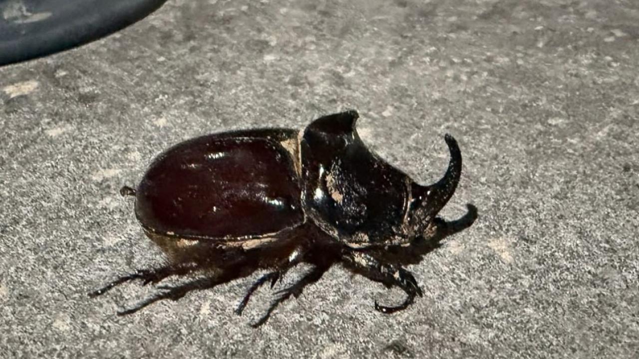 Dünyanın En Güçlü Böceklerinden Gergedan Böceği Görüldü